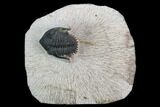 Bargain, Metacanthina Trilobite - Lghaft, Morocco #126895-2